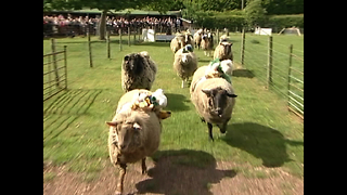 Sheep Racing!