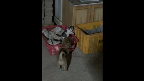 A little cat and a dog are playing.