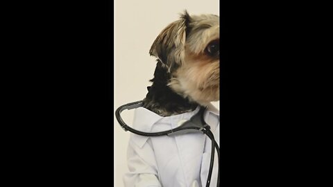 Look when my dog ​​put on a doctor's suit