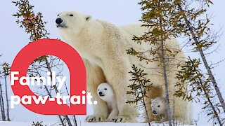 Polar bear cubs venture out of their den for the first time