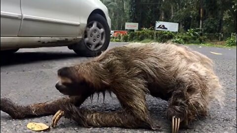 Sloth Crossing a Road
