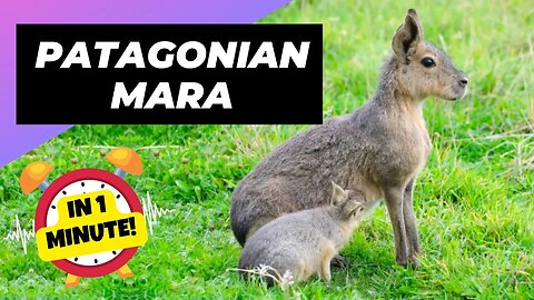 Patagonian Mara - In 1 Minute! 🐇 One Unique Animal You Have Never Seen | 1 Minute Animals