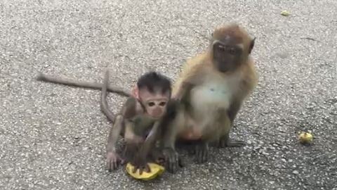 Adorable Wild Newborn Monkey Playing With Big Monkeys