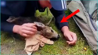 Animals That Asked People for Help & Kindness Compilation