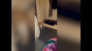 Adorable Cat Plays Fetch like a Dog