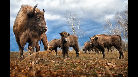 Bison -everything about American Bison -