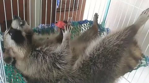 Raccoon eats watermelon, enjoys the good life