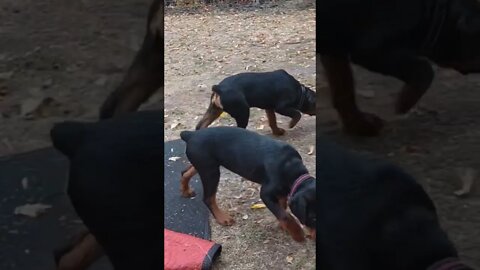 Rottweilers Lil' Ed & Faye - It May Be Hard To Tell But Lil' Ed Is An Absolute Tank At This Age.