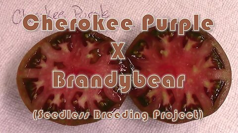 Cherokee Purple / Brandybear Cross (Seedless Breeding Project)