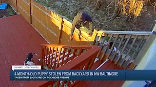 Caught on video: 4-month-old puppy stolen from woman's backyard in NW Baltimore