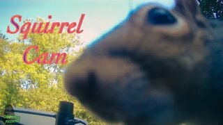 SQUIRREL CAM - Another Hilarious Animal Video You Won't Believe!