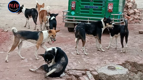 Dogs are Roaming in Groups in Search of Foods #20