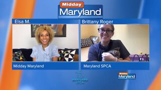 Maryland SPCA - Stray Cats