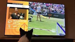Border Collie Enthusiastically Watches Himself Win Agility Competition On TV
