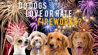 Do Dogs LOVE or HATE Fireworks? Chrissie Mayr Discusses the 4th Of July Tradition and it's Effects