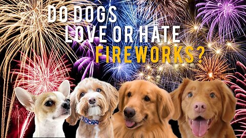 Do Dogs LOVE or HATE Fireworks? Chrissie Mayr Discusses the 4th Of July Tradition and it's Effects