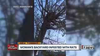 Henderson woman says next-door neighbor's chicken coop is to blame for rat infestation
