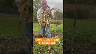 Giant Roots Must 👀 Giant Pumpkin