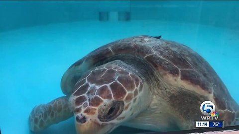 Gumbo Limbo Nature Center celebrates the start of turtle nesting season