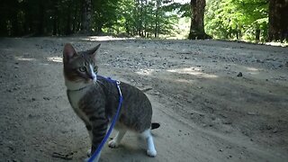 Cat Does Not Like to Walk Barefoot on the Dirty Forest Road