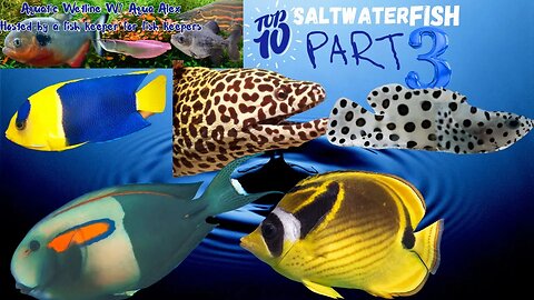 Aquatic Wetline W/ Aqua Alex: Top 10 Saltwater Fish Part 3