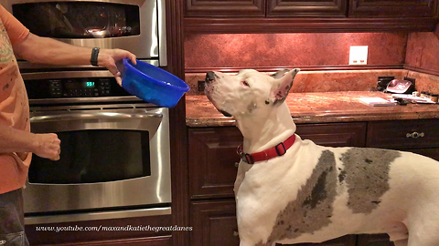 Funny Great Danes Enjoy Their Dinner Routine