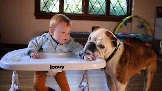 Bulldog fa il bagno di saliva a un bebè