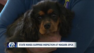 State makes surprise visit to Niagara SPCA