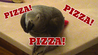 Einstein the parrot vocally asks for pizza