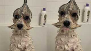 Bath time doggy