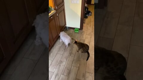 The cat distracts the dog from food and the dog does not like it