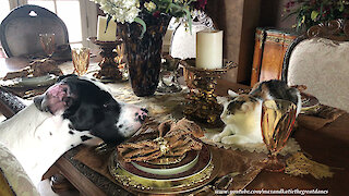 Great Dane Puppy Gets Into Trouble With Cranky Cats