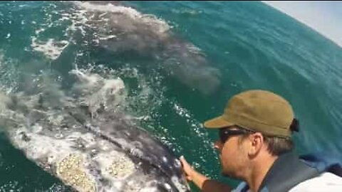 Homem faz carinho em enorme baleia-cinzenta
