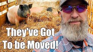 Moving Pigs Before the Storm!