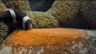 CLOWNFISH NURSERY (NEMO EGGS)