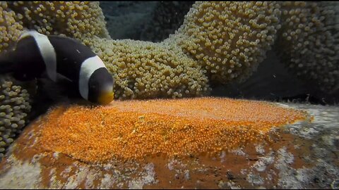 CLOWNFISH NURSERY (NEMO EGGS)