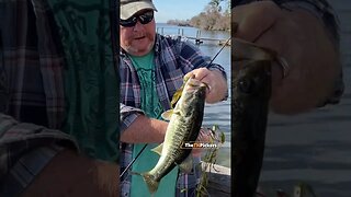 Bass fishing on Lake Seminole #fishing #fishingvideo #shorts #bassfishing