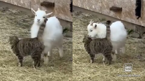 My cat and baby goat playing togather very cute