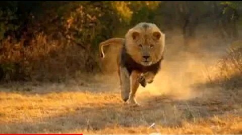 National Geographic Documentary - King Of Africa - Wildlife Animals