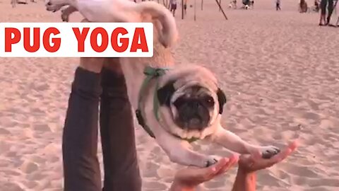 Pug Yoga Stretches | Up Dog & Downward Dog Poses