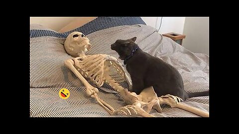 Hilarious Pet Antics 2023 😂 - Top Monthly Laughs from Dogs and Cats 🐾💖 #1