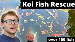 Koi Fish RESCUE over 80 fish rescued and rehomed (rehoming/rescuing large and small koi fish)