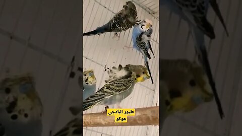 أحسن طيور البادجى هوكو كيوت روعة مرحبا