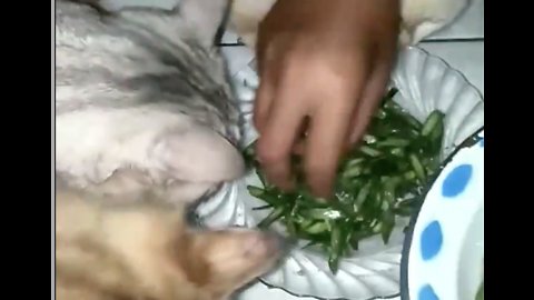 Wow, these cats are addicted to string beans. Vegetarian Cats