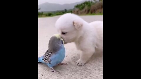 Really small cute puppy and blue parrot are good friend #cute #puppy #dog #parrot