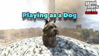 Playing as a Dog in GTA Online