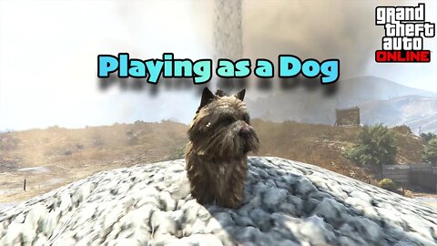 Playing as a Dog in GTA Online