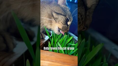 Growing indoor cat grass for your kitties | Howto Cats #cats#cutecats#funnycats#bestcats