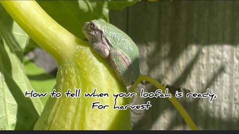 How to know when your loofah is ready?#hedgehogshomestead