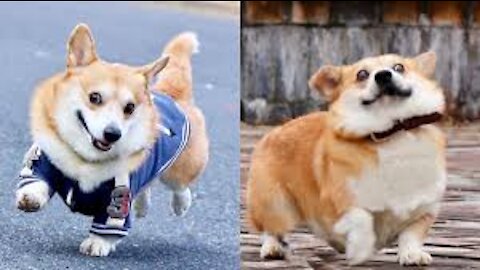 Corgi Are The Best - CUTEST Compilation